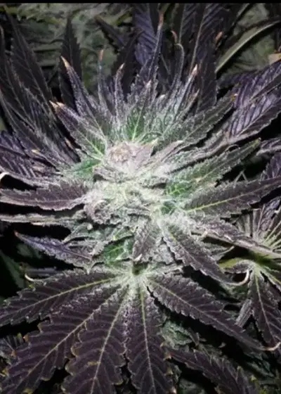 Ram Widow by Dr. Seeds, Photoperiod cannabis strain