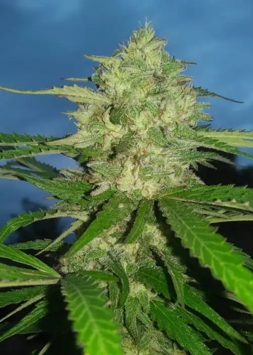 Raptors OG by Future Genetix, Photoperiod cannabis strain