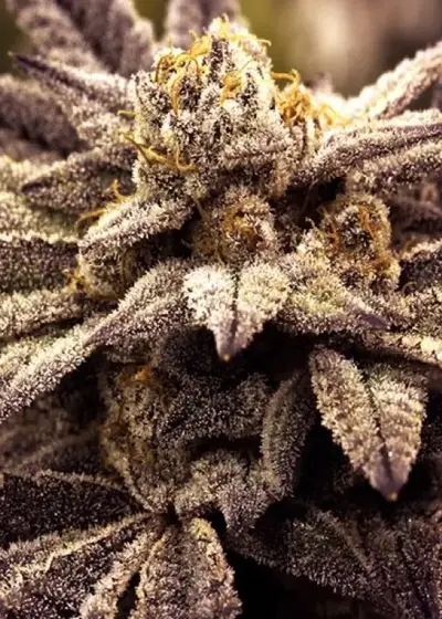 Rare Darkness by Rare Dankness, Photoperiod cannabis strain