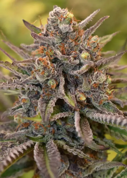 Rascalemon F1 by Breed Bros, Photoperiod cannabis strain