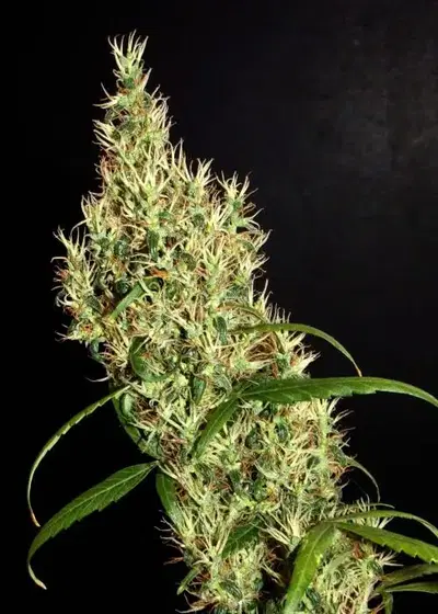 Rasol Village by Khalifa Genetics, Photoperiod cannabis strain