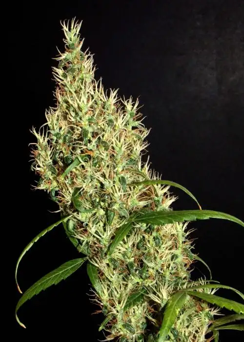 Rasol Village by Khalifa Genetics, Photoperiod cannabis strain