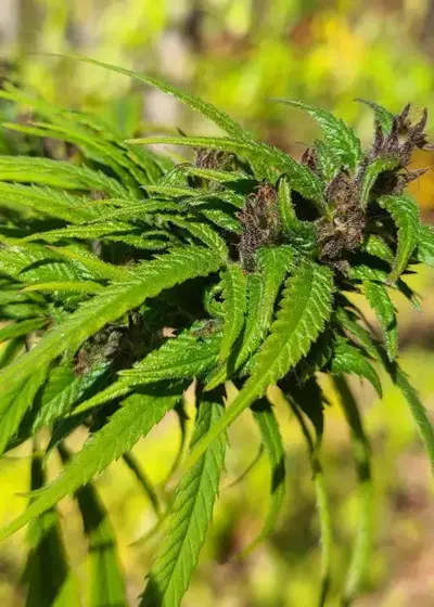 Rasoli by The Real Seed Company, Photoperiod cannabis strain