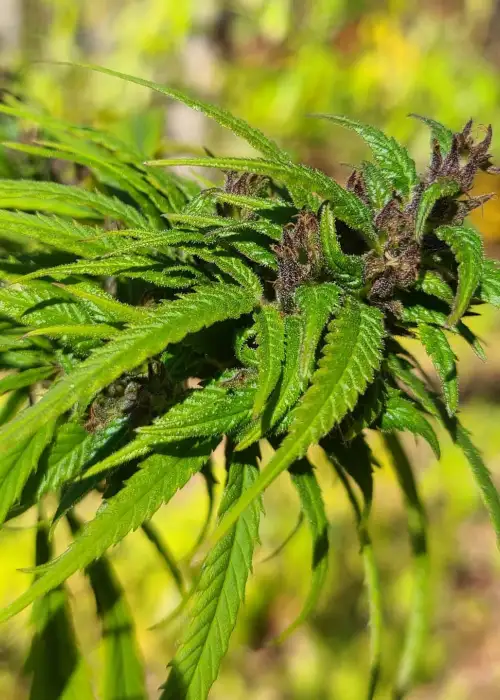 Rasoli by The Real Seed Company, Photoperiod cannabis strain