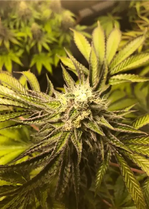 Raspao F2 by Black Tuna Seeds, Photoperiod cannabis strain
