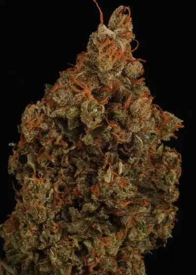 Raspao by Black Tuna Seeds, Photoperiod cannabis strain