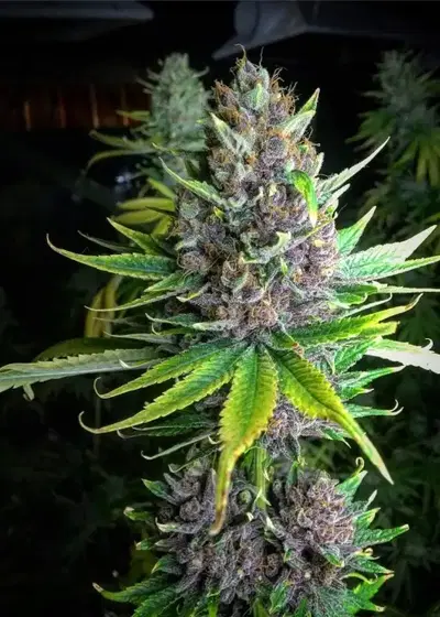 Raspberry Boogie by Mosca Seeds, Photoperiod cannabis strain