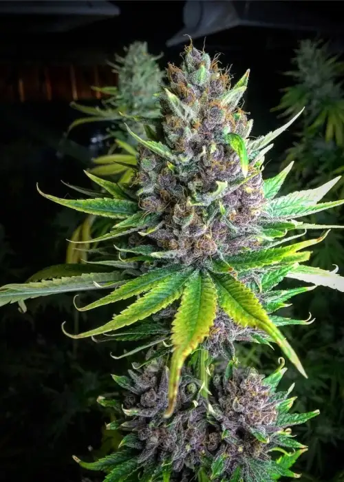 Raspberry Boogie by Mosca Seeds, Photoperiod cannabis strain