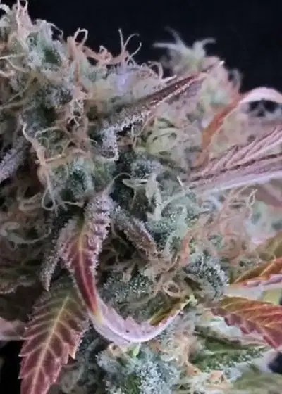Raspberry Cough by Nirvana, Photoperiod cannabis strain