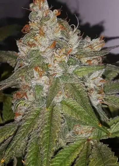 Raspberry Jelly by TGA Genetics Subcool Seeds, Photoperiod cannabis strain