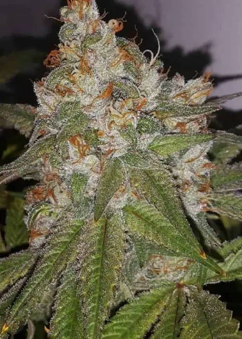 Raspberry Jelly by TGA Genetics Subcool Seeds, Photoperiod cannabis strain