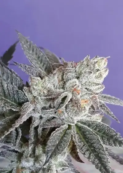 Raspberry Pebbles OG FEM by Cannaventure Seeds, Photoperiod cannabis strain