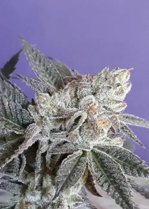 Raspberry Pebbles OG FEM by Cannaventure Seeds, Photoperiod cannabis strain