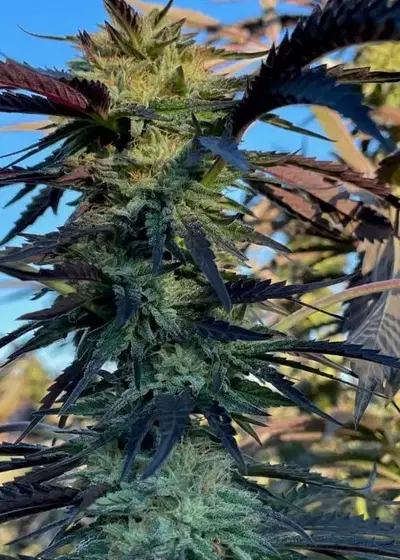 Raspberry Shoes F3 by 7 East Genetics, Photoperiod cannabis strain