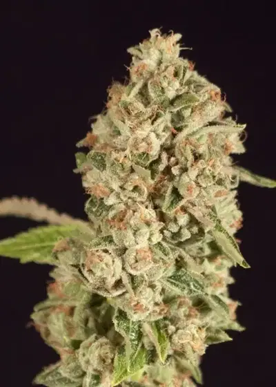 Raspberry Waffles by The Devils Harvest Seeds, Photoperiod cannabis strain