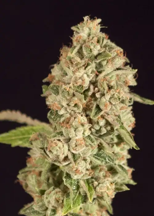 Raspberry Waffles by The Devils Harvest Seeds, Photoperiod cannabis strain