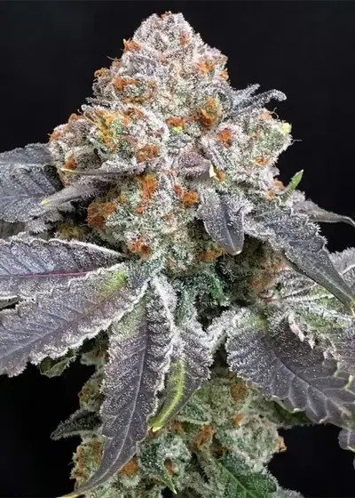 Rated R by Symbiotic Genetics, Photoperiod cannabis strain