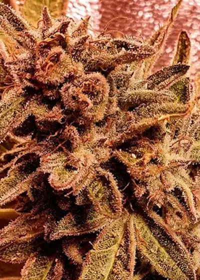 Rawkus Runtz by Holy Smoke Seeds, Photoperiod cannabis strain