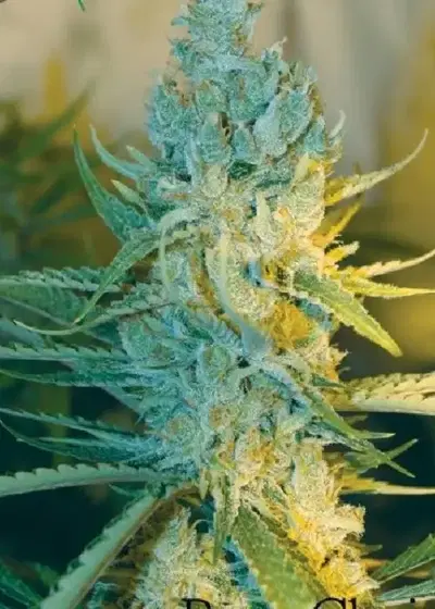 Ray’s Choice by Kiwi Seeds, Photoperiod cannabis strain