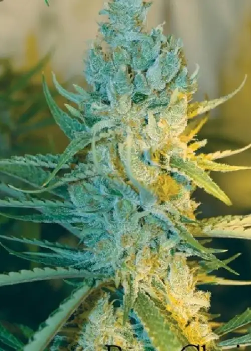 Ray’s Choice by Kiwi Seeds, Photoperiod cannabis strain
