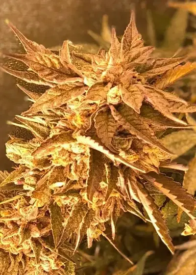 Reba by The Bank Genetics, Photoperiod cannabis strain