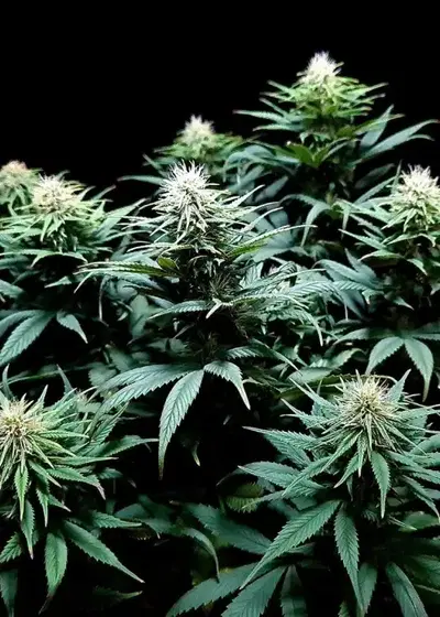 Recovery CBD by Medical Seeds, Photoperiod cannabis strain