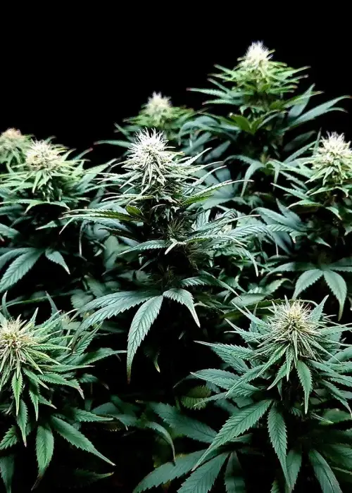 Recovery CBD by Medical Seeds, Photoperiod cannabis strain