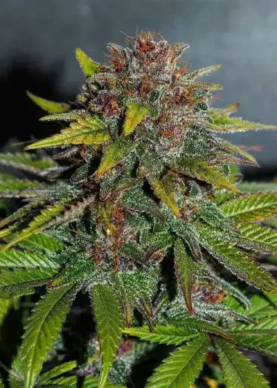 Red Afro by Tropical Seeds Company, Photoperiod cannabis strain