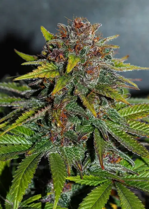Red Afro by Tropical Seeds Company, Photoperiod cannabis strain