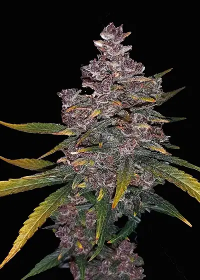 Red Caviar Automatic by Club Riot Seeds, Autoflower cannabis strain