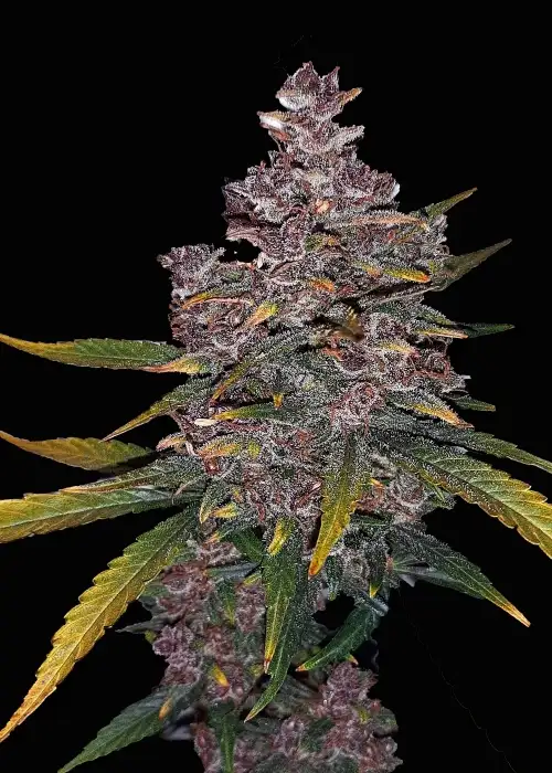 Red Caviar Automatic by Club Riot Seeds, Autoflower cannabis strain