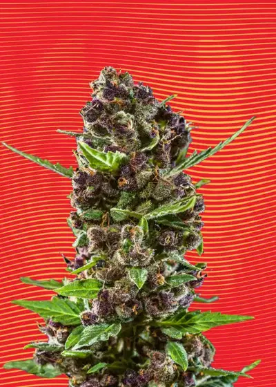 Red Chile Truffles by Hypno Seeds, Photoperiod cannabis strain
