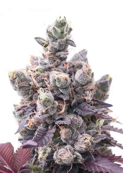 Red Critical Auto by BSF Seeds, Autoflower cannabis strain