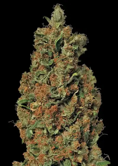 Red Diesel by Barney's Farm, Photoperiod cannabis strain
