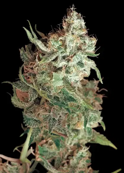 Red Dragon by Ziplock Seeds, Photoperiod cannabis strain