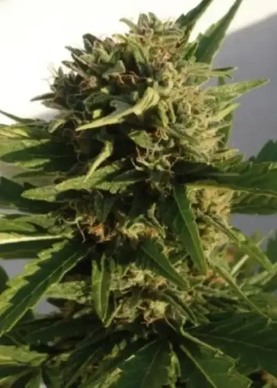 Red Dwarf by Buddha Seeds, Autoflower cannabis strain