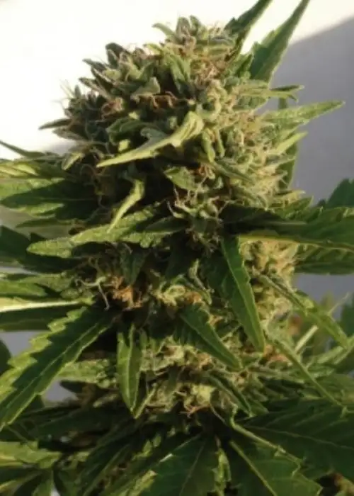 Red Dwarf by Buddha Seeds, Autoflower cannabis strain