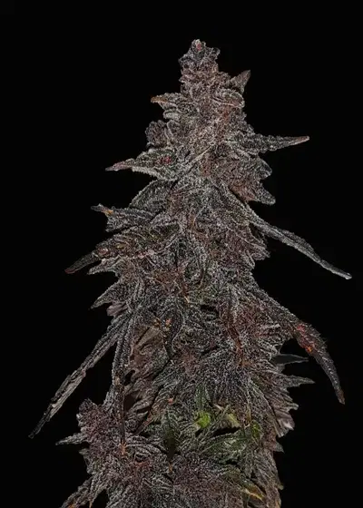 Red Flags Automatic by Club Riot Seeds, Autoflower cannabis strain
