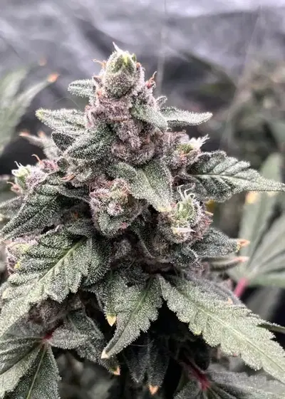 Red Hot Fritter by Robin Hood Seeds, Photoperiod cannabis strain