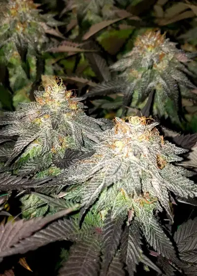 Red Hot Violet by Robin Hood Seeds, Photoperiod cannabis strain