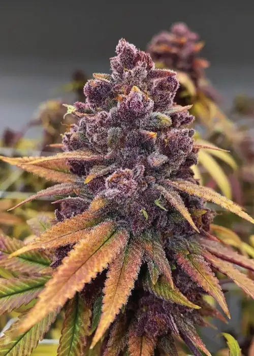 Red Kachina by Conscious Genetics, Photoperiod cannabis strain
