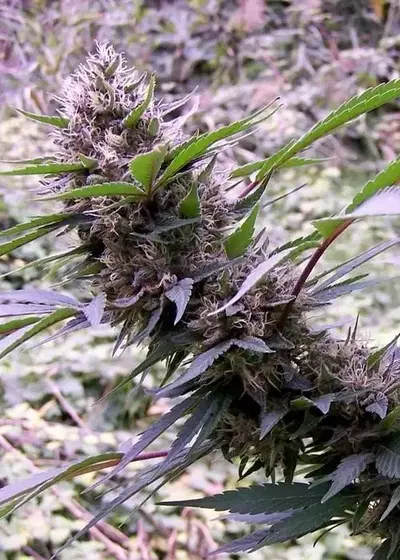 Red Libanon by Flash Seeds, Autoflower cannabis strain