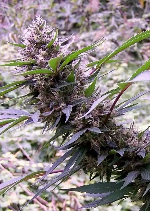 Red Libanon by Flash Seeds, Autoflower cannabis strain