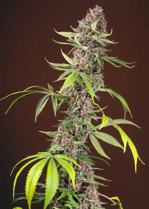 Red Mandarine F1 Fast Version by Sweet Seeds, Photoperiod cannabis strain