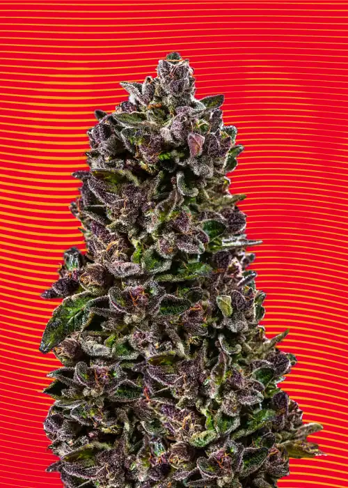 Red Pistachio by Hypno Seeds, Autoflower cannabis strain