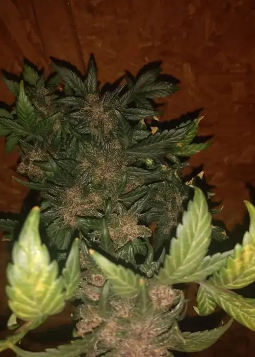 Red Poison Auto Fem by 207 Genetics, Autoflower cannabis strain