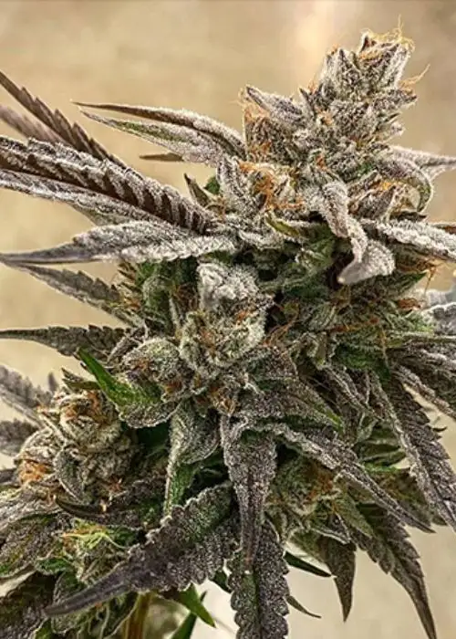 Red Pop by Exotic Genetix, Photoperiod cannabis strain