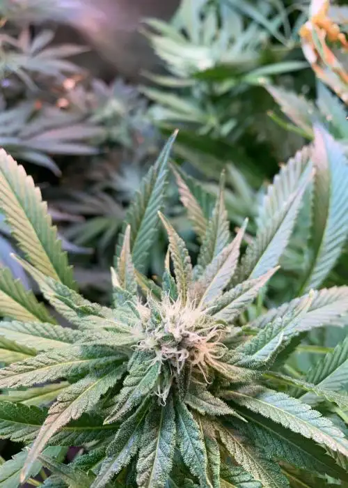 Red Red Wine by Perfect Tree, Photoperiod cannabis strain