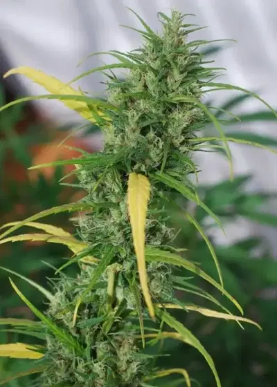 Red snake by Cannabiogen Seeds, Photoperiod cannabis strain