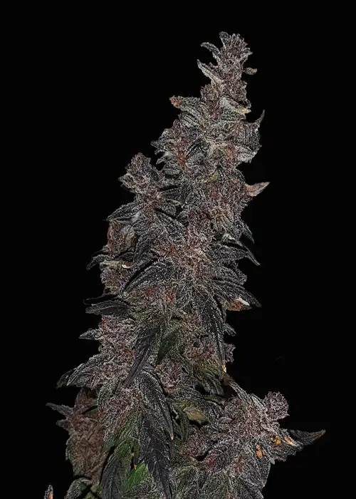 Red Street Automatic by Club Riot Seeds, Autoflower cannabis strain